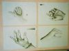 Bild 'Hand, eigene'